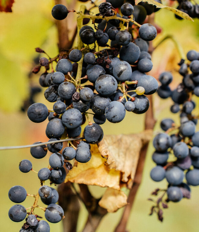 vendanges chez le vigneron indépendant terre a terre dans la drome. les grappes de raisins sont mures et pretes pour la récole