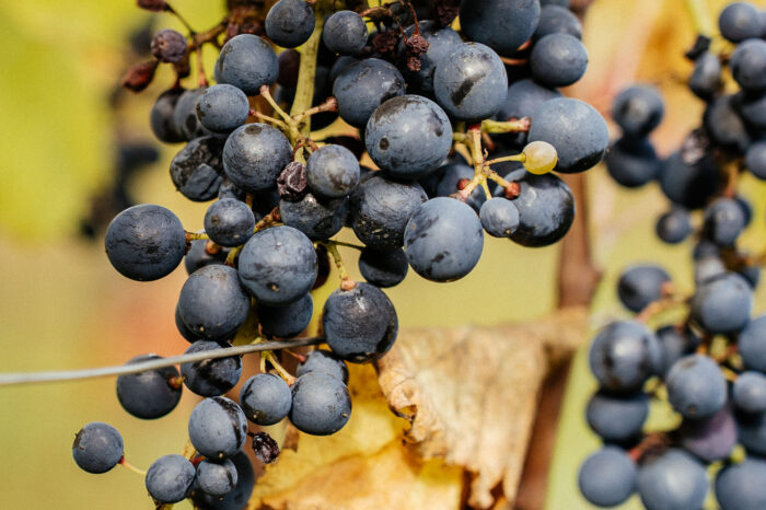vendanges chez le vigneron indépendant terre a terre dans la drome. les grappes de raisins sont mures et pretes pour la récole