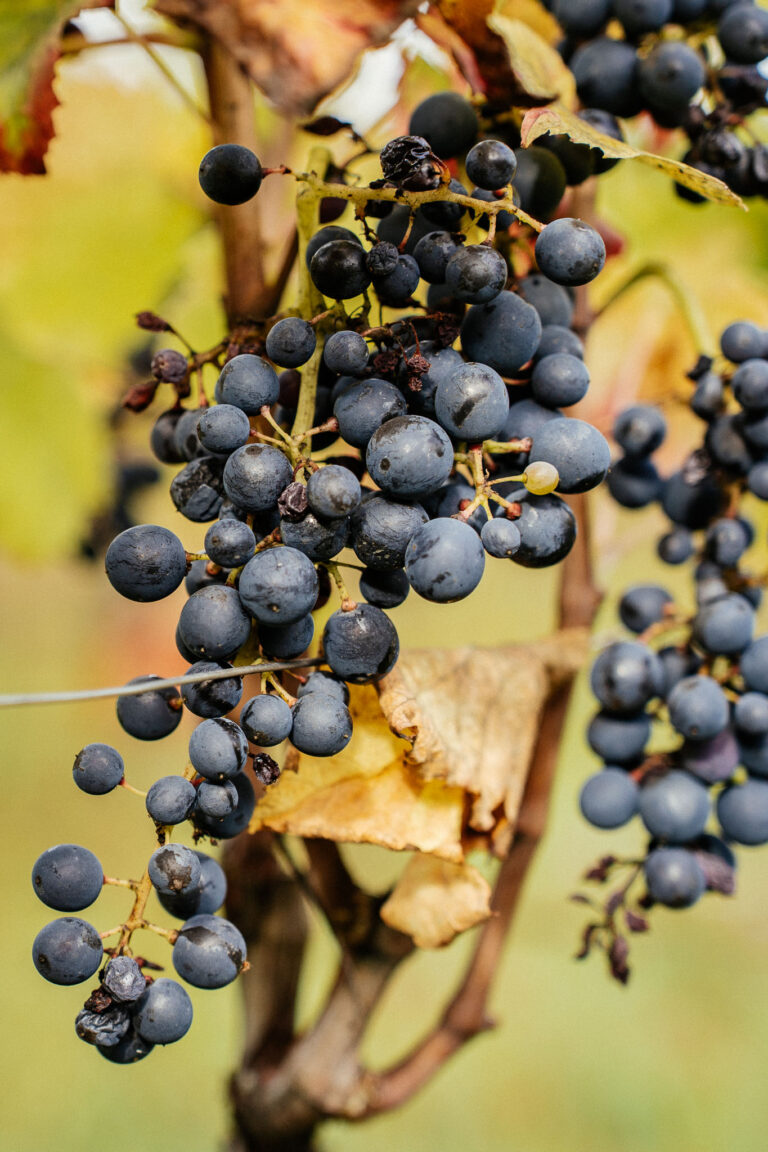 vendanges chez le vigneron indépendant terre a terre dans la drome. les grappes de raisins sont mures et pretes pour la récole